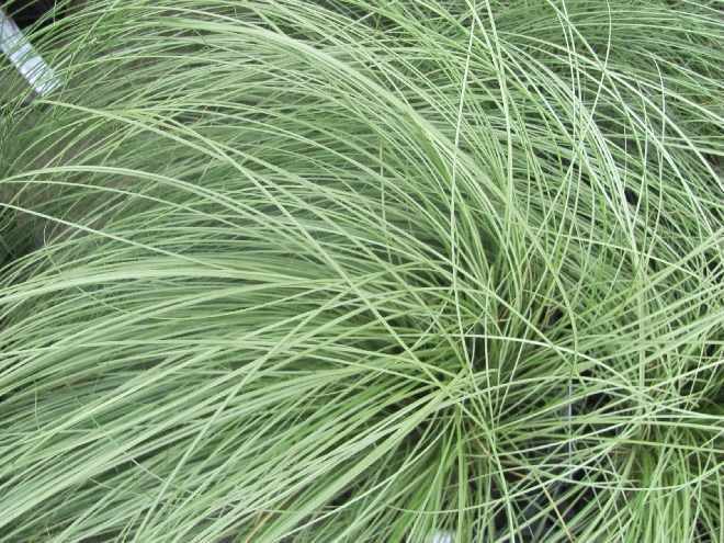 Carex comans 'Frosted Curls' Gekrulde Zegge