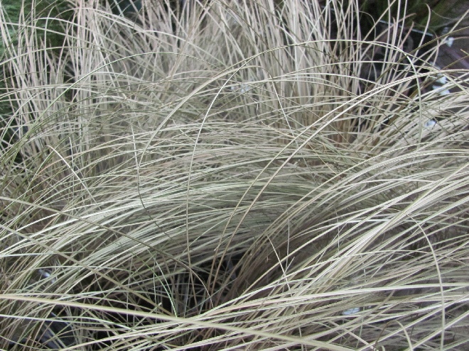 Carex comans 'Bronze Form' Rode zegge