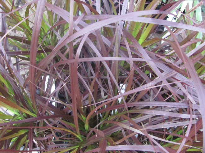 Pennisetum advena 'Summer Samba' Bontbladige Lampepoetser