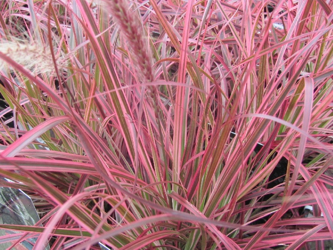 Pennisetum advena 'Fireworks' Lampepoetsersgras