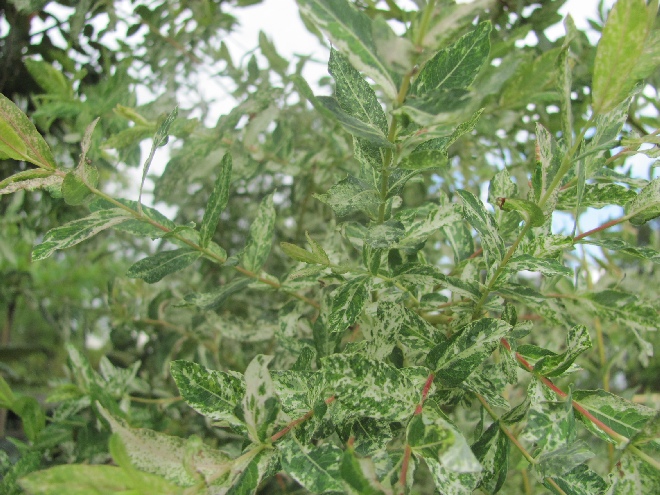 Salix integra 'Hakuro-nishiki' Wilg