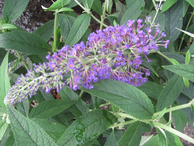 Buddleja 'Purple Haze' (Purple Chip) Minivlinderstruik