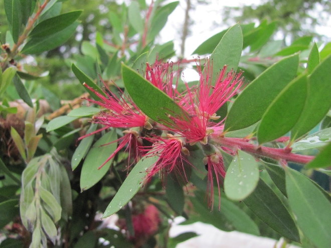 Callistemon rugulosus (syn. laevis) Australische Lampepoetser