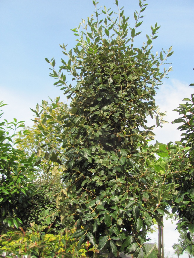 Quercus ilex Grijsbladige Wintergroene Steeneik