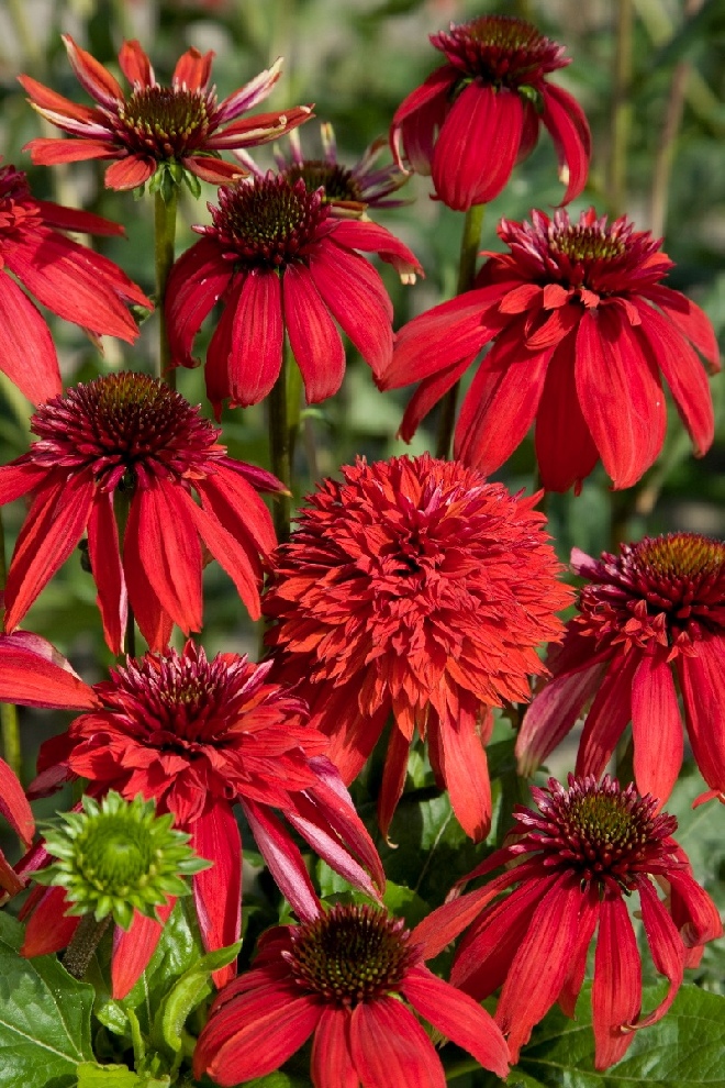 Echinacea purpurea 'Eccentric'  Dwergvorm Rode Zonnehoed