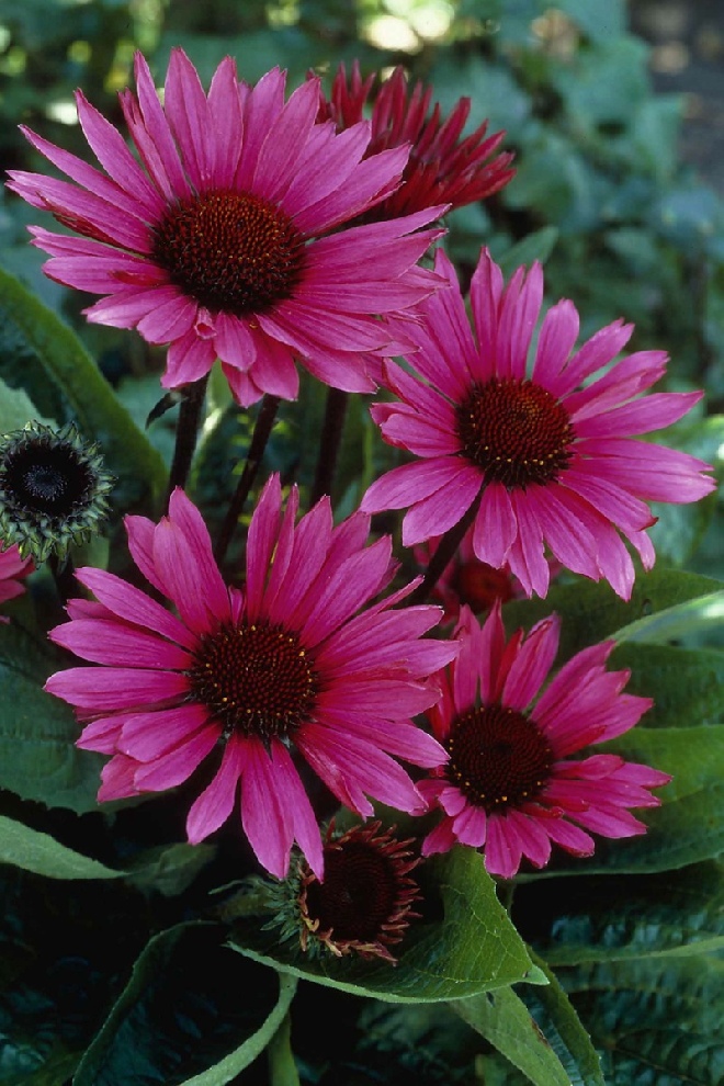 Echinacea purpurea 'Fatal Attraction' Rode Zonnehoed