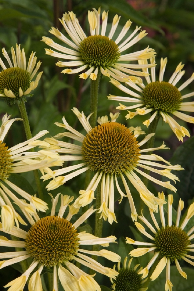 Echinacea 'Yellow Spider' Gele Zonnehoed