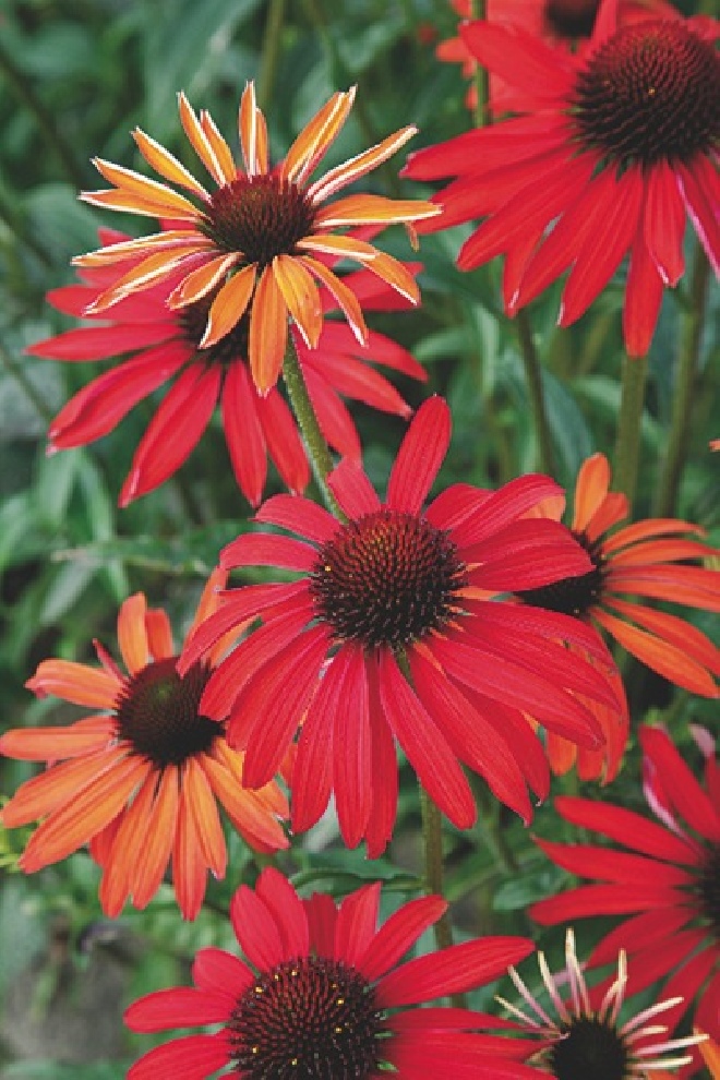 Echinacea 'Hot Summer' Zonnehoed
