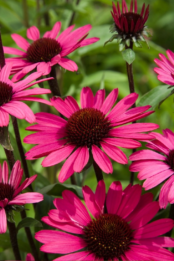 Echinacea purpurea 'Summer Cloud'  Zonnehoed