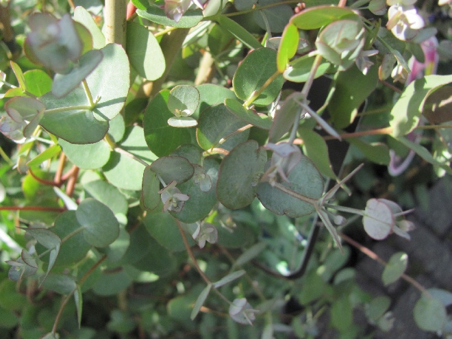 Eucalyptus gunnii 