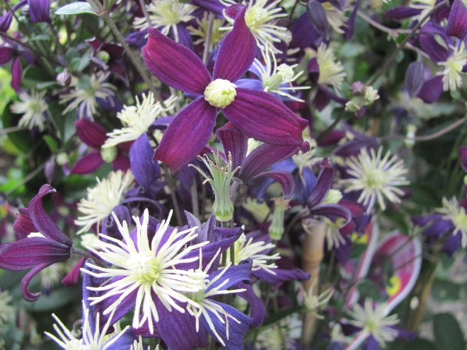 Clematis aromatica 