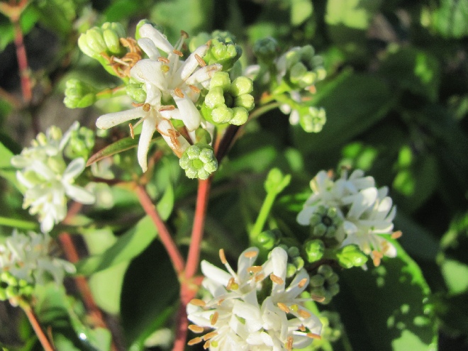 Heptacodium miconioides Bloem der Zeven Zonen