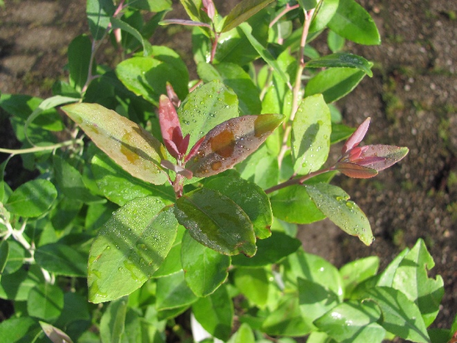 Zenobia pulverulenta 'Blue Sky' 