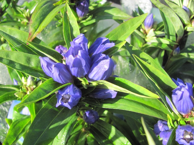 Gentiana makinoi 'Marsha' Gentiaan
