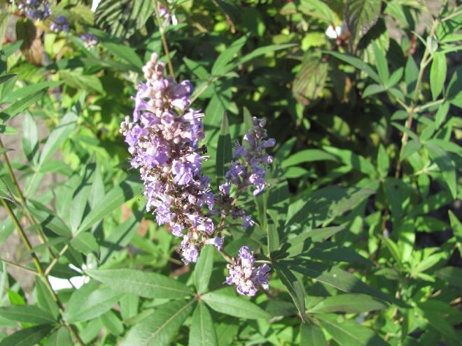 Vitex agnus-castus Monnikenkruid
