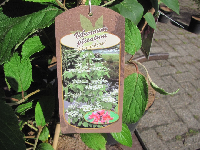 Viburnum plicatum 'JWW1' (Kilimandjaro) Japanse Sneeuwbal