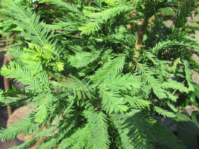 Taxodium distichum 'Cascade Falls' Moerascypres Dwergvorm