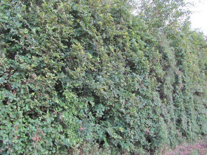 Ecohaag® Stevig Zeeuwse Haag 130CM Pakket