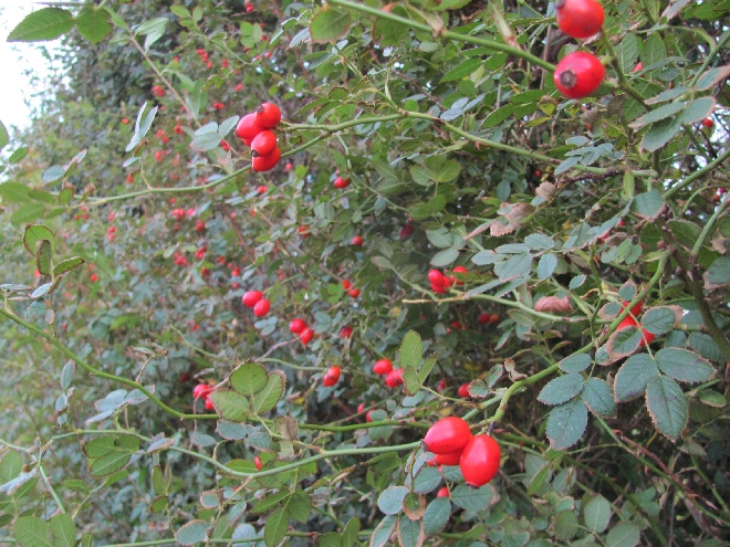Ecohaag® Scherp Zeeuwse Haag 130CM Pakket
