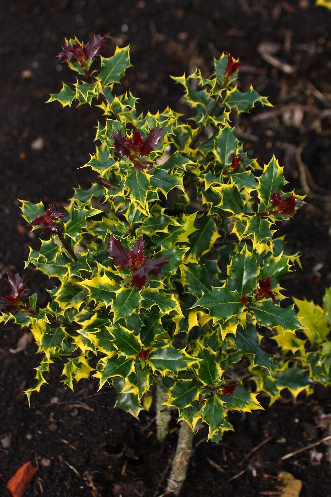 Ilex aquifolium 'Spek 02' (Red Tips) Bonte Hulst