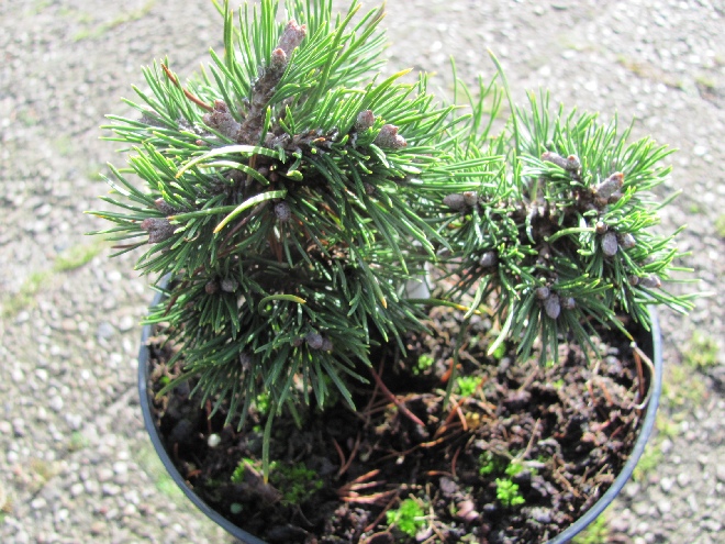 Pinus mugo 'Grüne Welle' Bergden