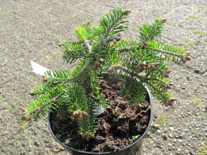 Abies nordmanniana 'Barabits Compact' Kaukasische zilverspar