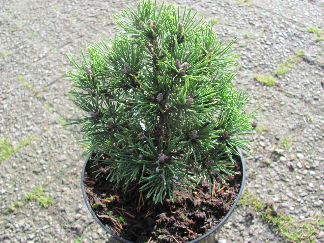 Pinus mugo 'Grüne Kugel' Bergden