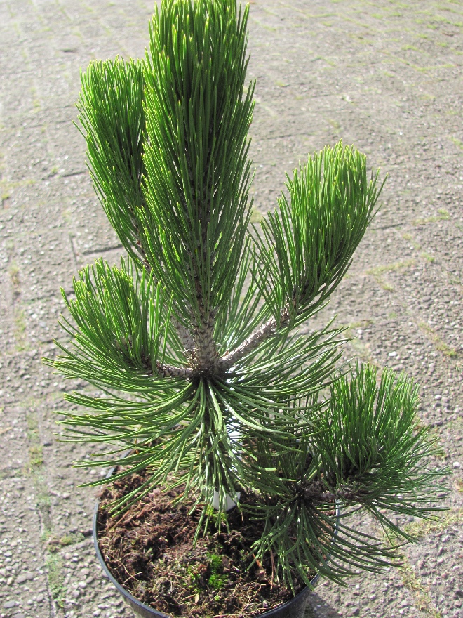 Pinus heldreichii 'Satellit' Bergden