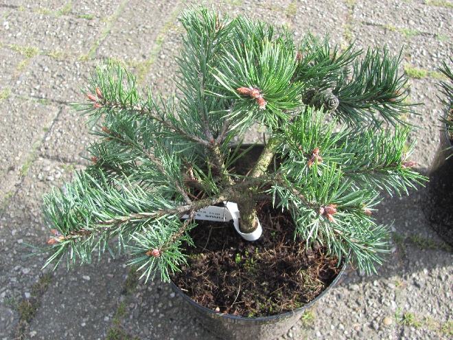Pinus sylvestris 'Albyns' Grove den