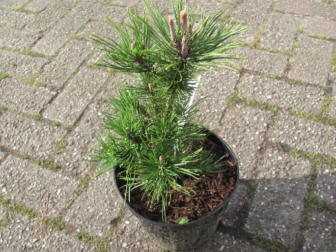 Pinus mugo 'Arpad' Bergden
