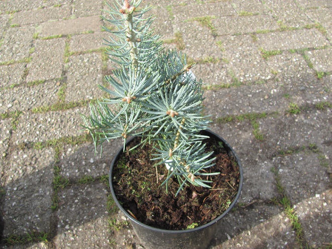 Abies concolor 'Compacta' zilverspar