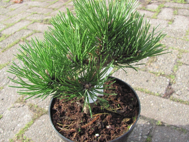 Pinus nigra 'Hornibrookiana' Zwarte den