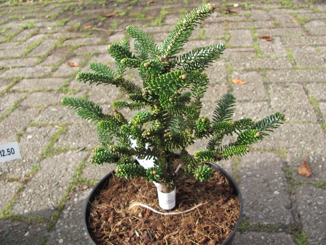 Abies koreana 'Oberon' Koreaanse zilverspar