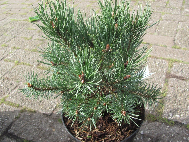 Pinus sylvestris 'Watereri' Grove den