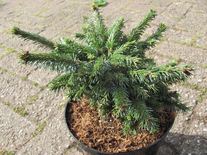 Picea omorika 'Nana' Servische Dwergspar