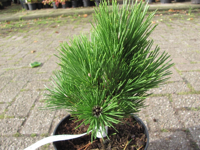 Pinus thunbergii 'Thunderhead' Japanse zwarte den