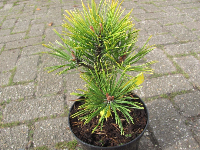 Pinus mugo 'Gold Star' pijnboom