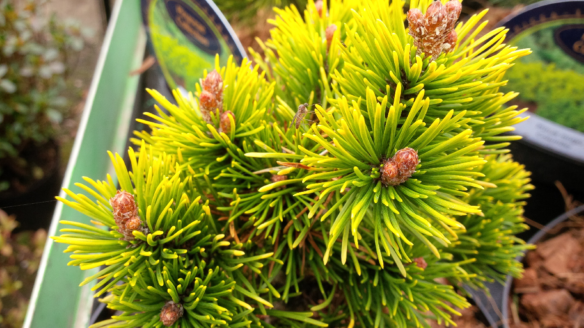 Pinus mugo 'Little Goldstar' Pijnboom