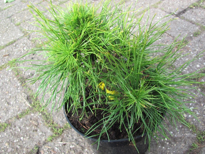 Pinus sylvestris 'Moseri' Grove den