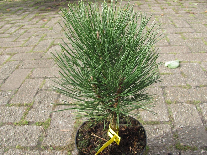 Pinus nigra 'Pyramidalis' Zwarte den