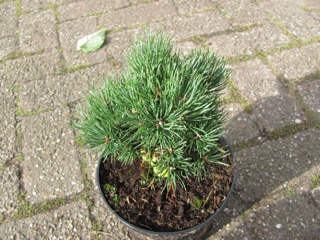 Pinus sylvestris 'Frensham' pijnboom