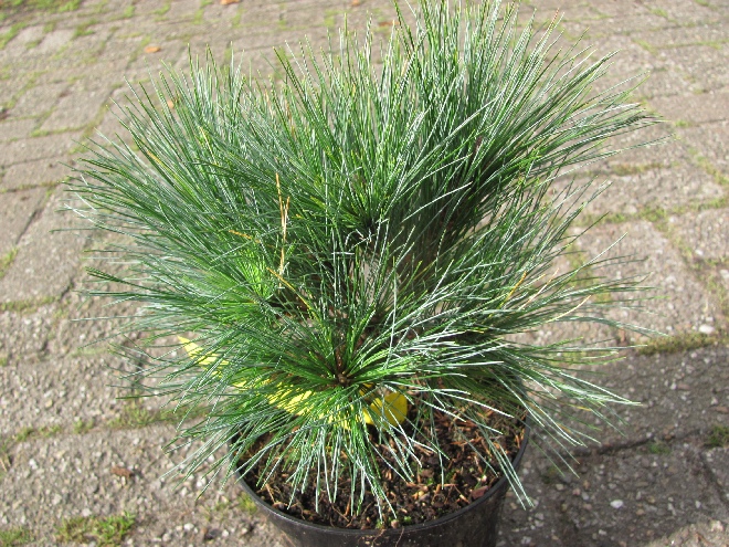 Pinus strobus 'Blue Shag' (Radiata) pijnboom