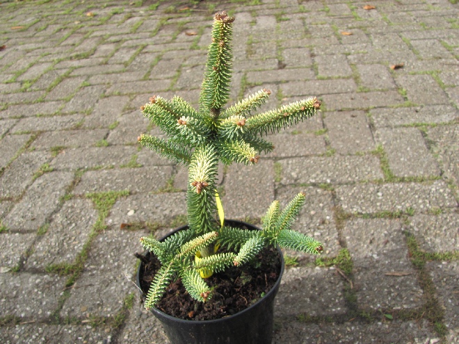 Abies pinsapo 'Aurea' spar