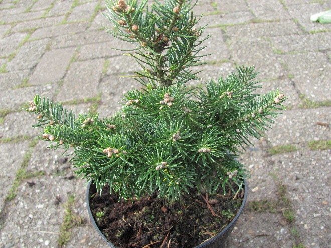 Abies lasiocarpa 'Green Globe' zilverspar