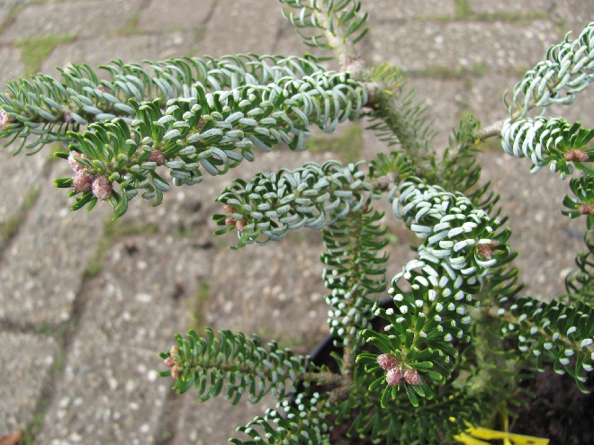 Abies koreana 'Silberlocke' zilverspar