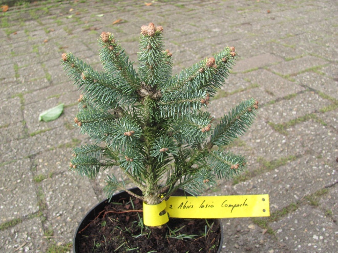 Abies lasiocarpa 'Compacta' Alpenzilverspar