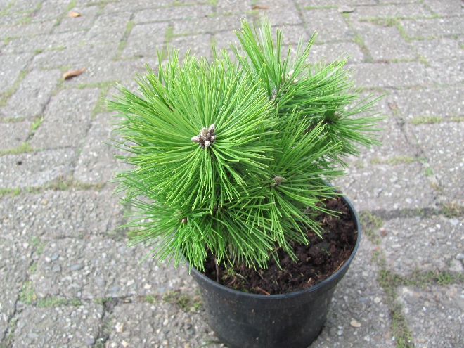 Pinus densiflora 'Jane Kluis' Japanse Rode Den
