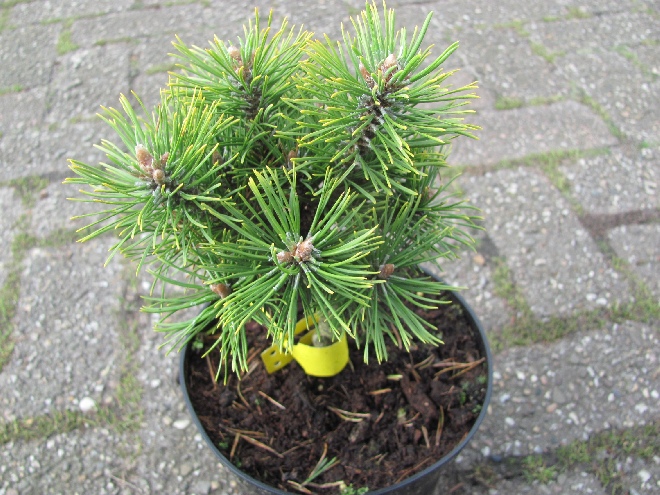 Pinus mugo 'Winter Sun' pijnboom