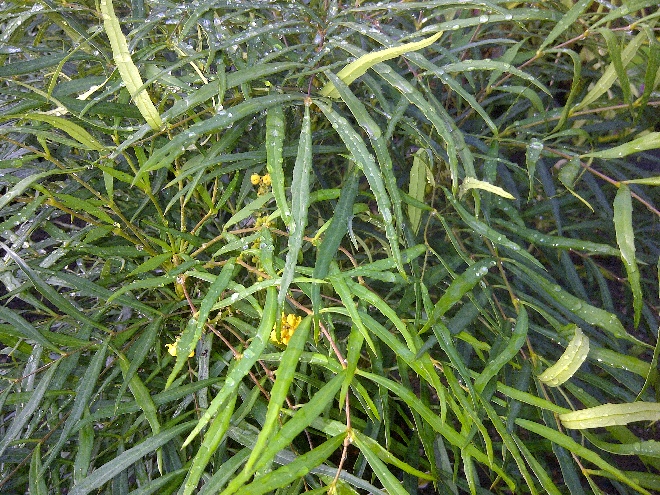 Mahonia eurybracteata 'Soft Caress' Mahoniestruik