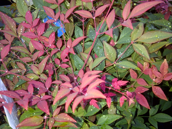 Nandina domestica 'Manon' Hemelse bamboe